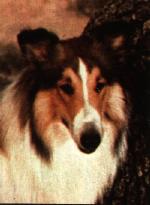 Son of Lassie by S. Sylvan Simon, S. Sylvan Simon, DVD